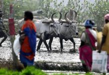 शेतकरी संघटनांची तात्काळ कर्जमाफीची मागणी, राज्याला ३० जूनच्या मुदतीची वाट पाहू नका