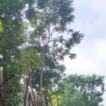 खाजगी सोसायट्यांमध्ये वृक्षतोड करण्यासाठी भाजप आमदाराची PCMC धोरणाची मागणी, अधिकाऱ्यांचे आव्हान