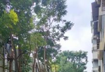 खाजगी सोसायट्यांमध्ये वृक्षतोड करण्यासाठी भाजप आमदाराची PCMC धोरणाची मागणी, अधिकाऱ्यांचे आव्हान